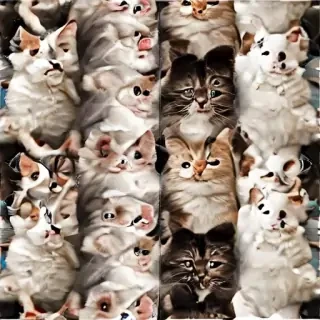 iphone wallpaper cats