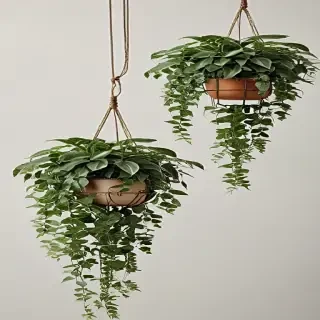 hanging plants png