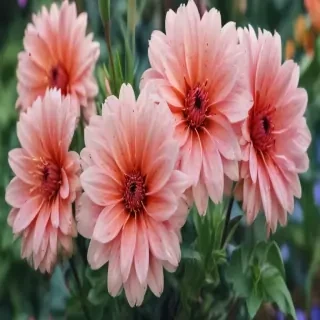 flowers iphone wallpaper
