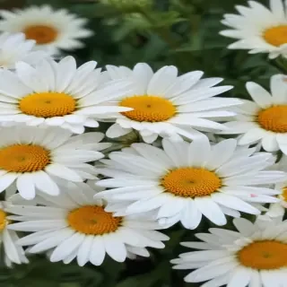 daisy wallpaper iphone