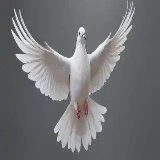 dove png