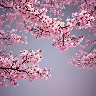 cherry blossom background wallpaper