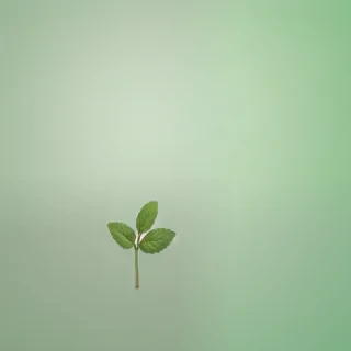 mint background