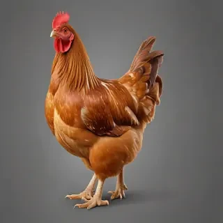 chicken transparent background