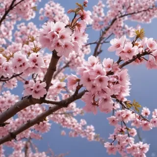 sakura blossom wallpaper