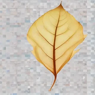 leaf transparent background