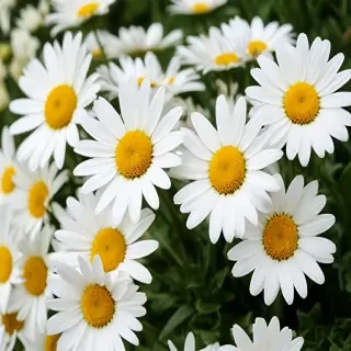 daisy wallpaper for desktop