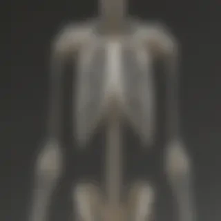 skeleton transparent
