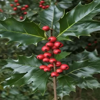 holly picture