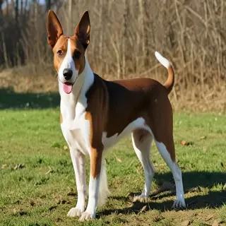 transylvanian hound