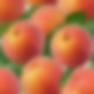 peach png