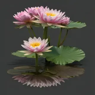 water lily png