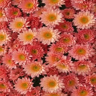chrysanthemum png