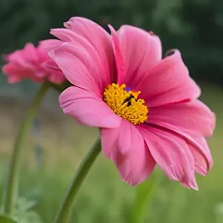 flower pictures