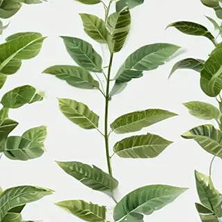 plant transparent