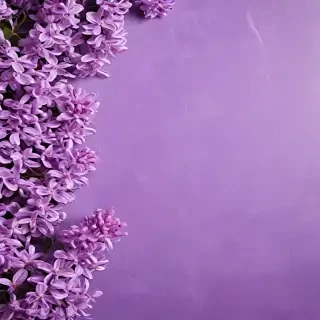 lilac background
