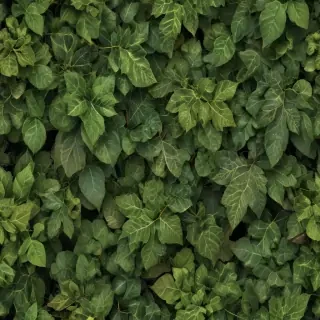 leaves no background