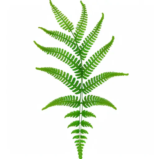 transparent fern png