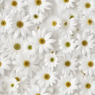 flower background white