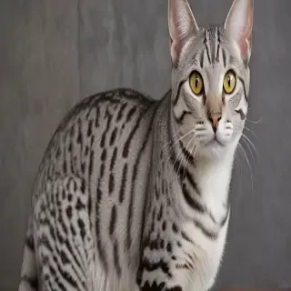 egyptian mau breed
