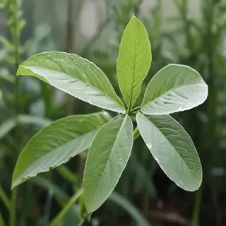 transparent plant
