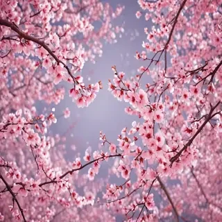 cherry blossom background wallpaper