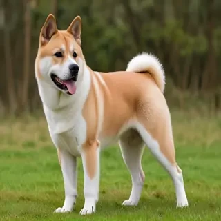 akita pit dog breed