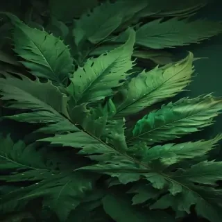 iphone wallpaper green
