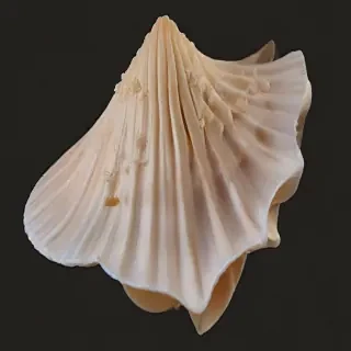 seashell png