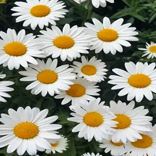 aesthetic daisy wallpaper