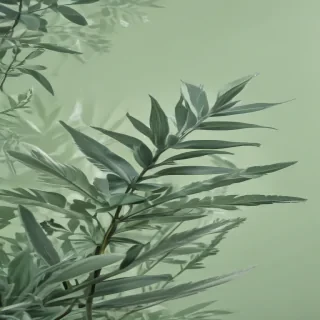 sage green wallpaper iphone