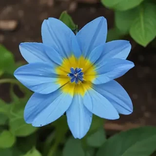 blue flower