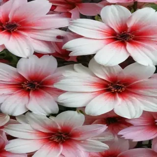 flower background for phone