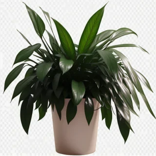 plants transparent background