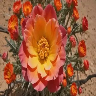 desert flower