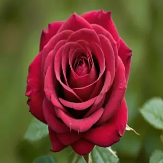 image of a red rose