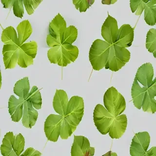 leaf transparent background