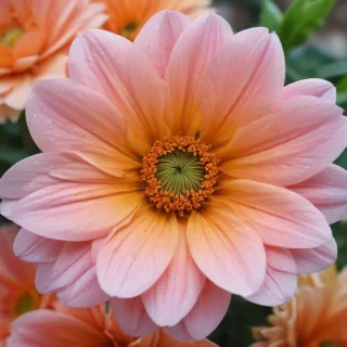 iphone wallpaper flower background