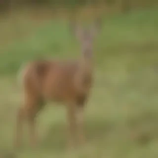 roe deer