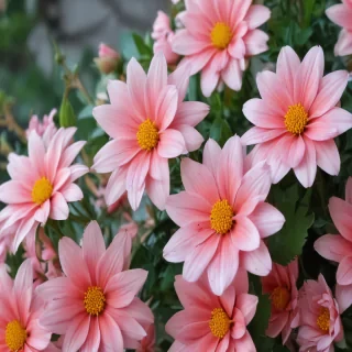 cute flower wallpaper