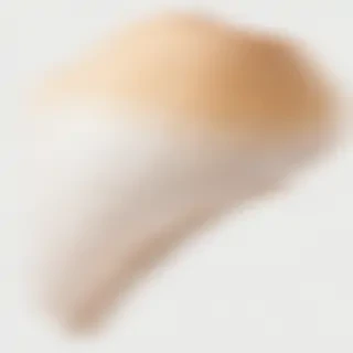 seashell png