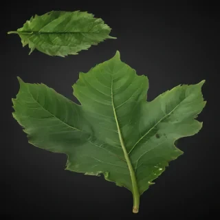 green leaf png