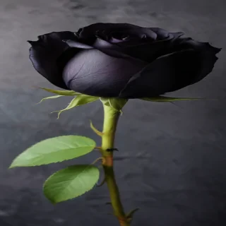 black rose photo