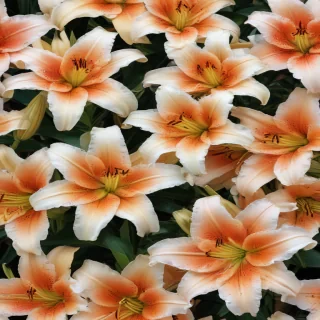 lily background