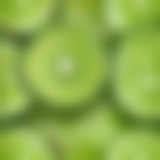 lime png