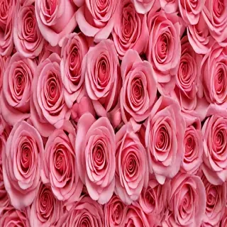 full screen rose wallpaper hd