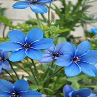 transparent blue flowers