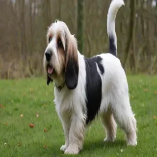 petit basset griffon vendeen