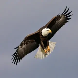 eagle transparent