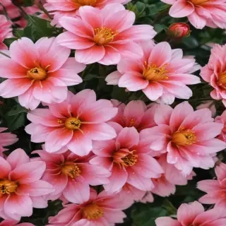 cute flower wallpaper